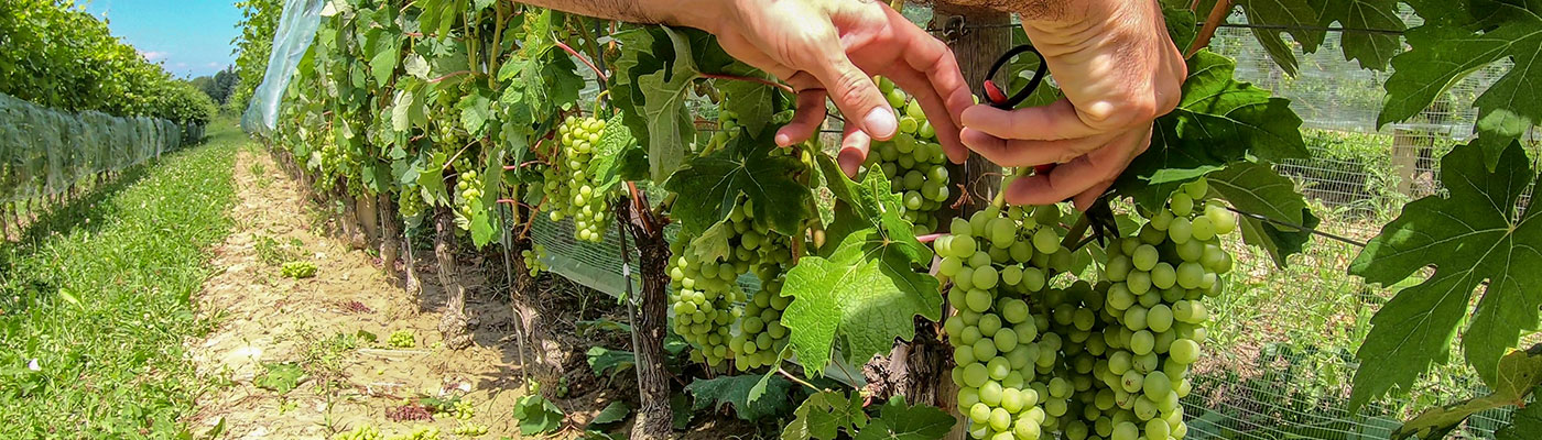 Wine Retreat