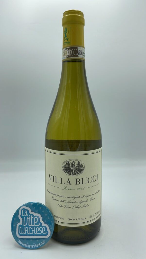 Villa Bucci – Castelli di Jesi Verdicchio Riserva rappresenta la massima espressione del vitigno Verdicchio marchigiano, invecchiato per 18 mesi in botte.